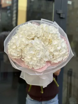 5 белых гортензий