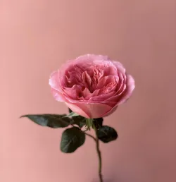 Розовая роза Pink Expression