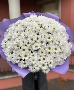 351 белая ромашка