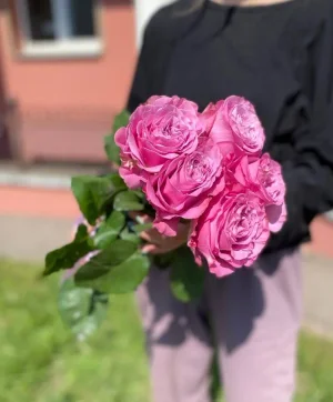 Розовая роза Queens crown
