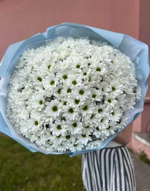 401 белая ромашка