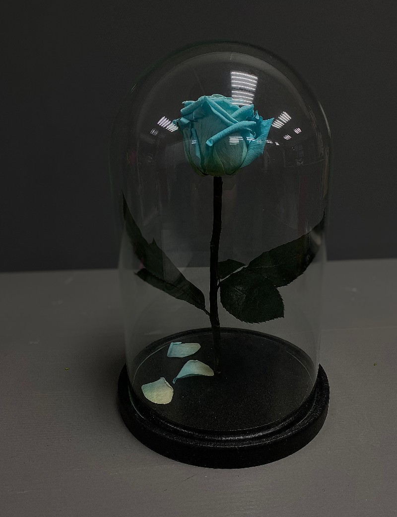 Вечная роза в колбе голубая