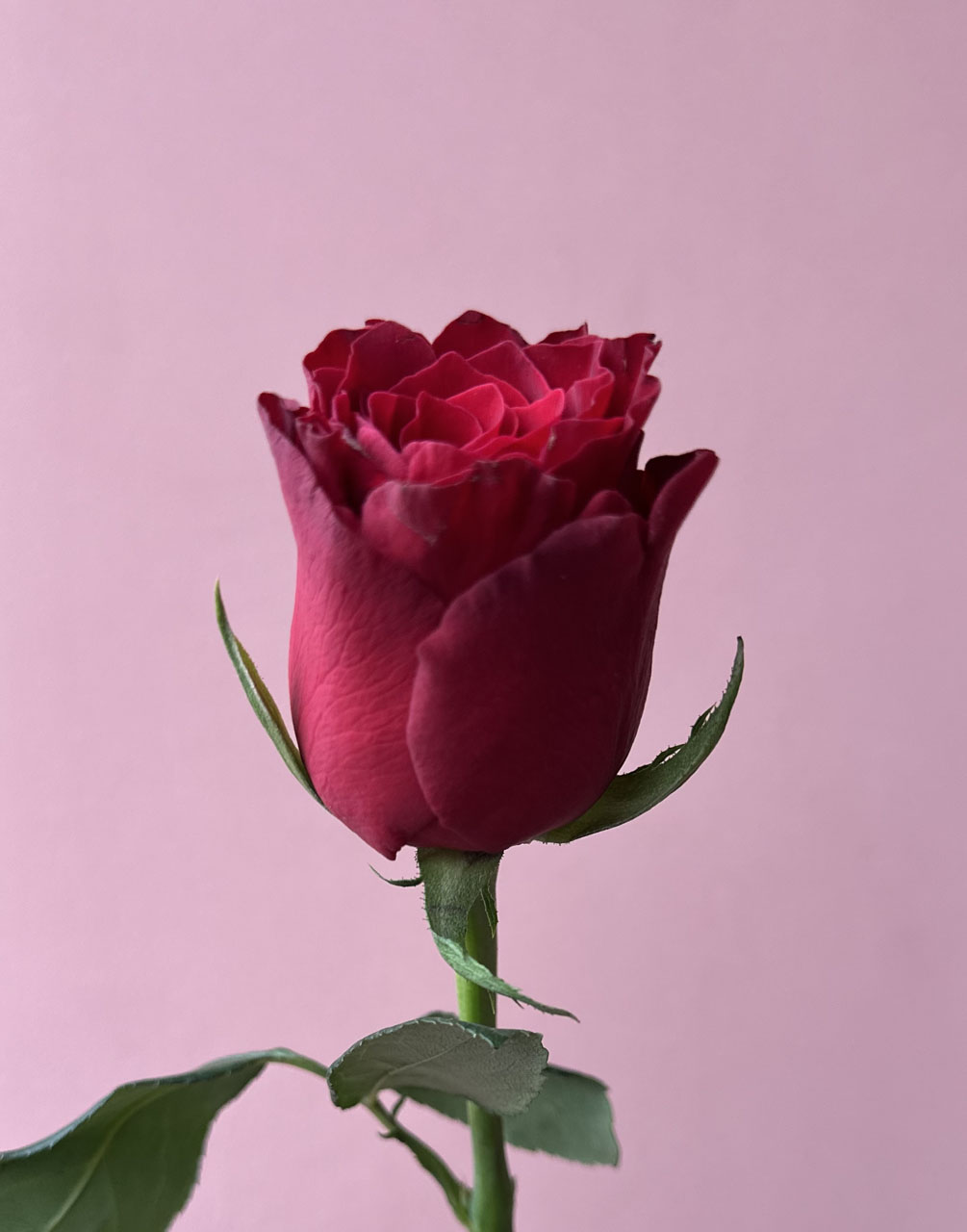 Красная роза Rhodos