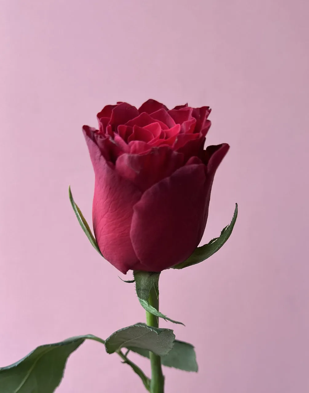 Красная роза Rhodos