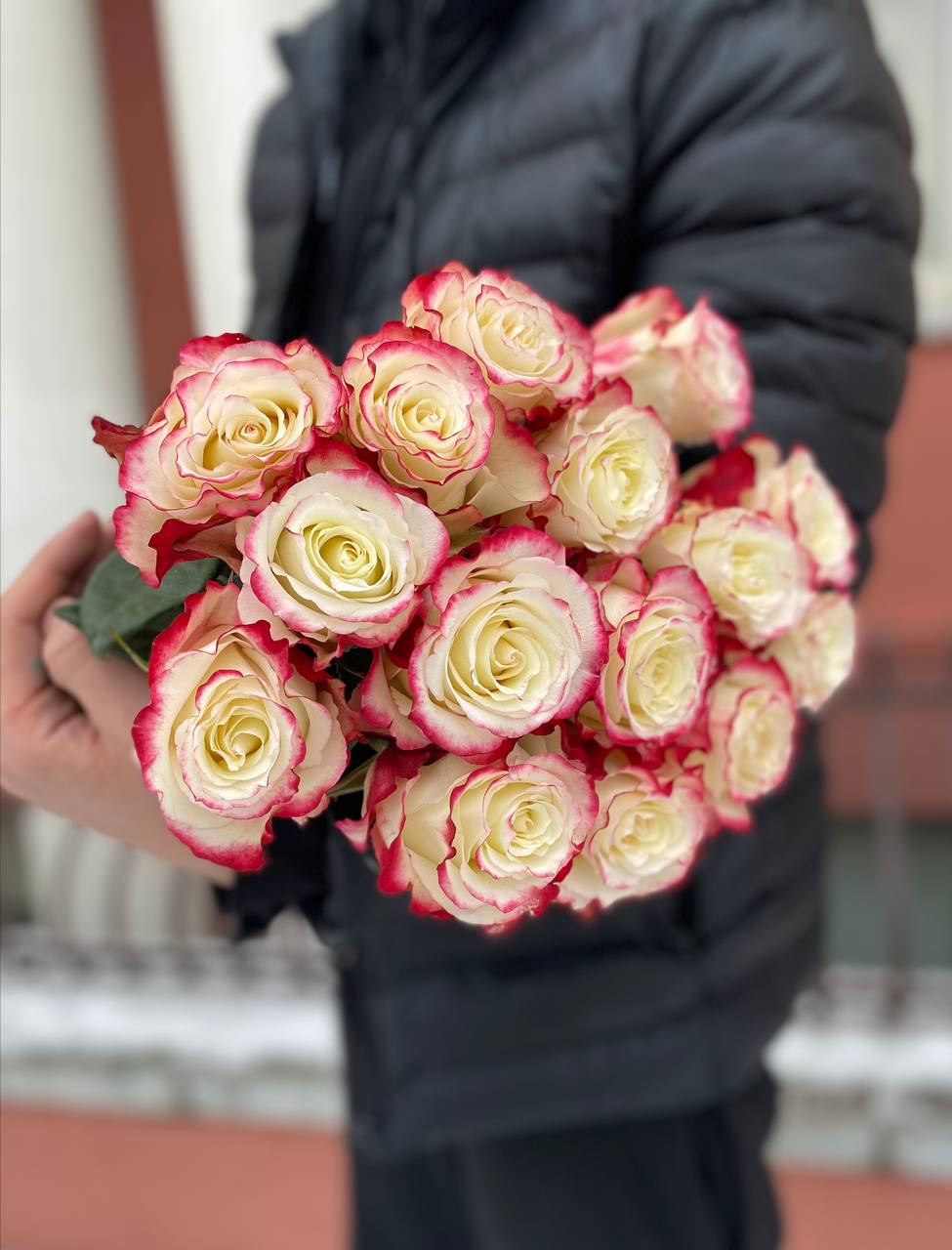 Кремово-красная роза Sweetness